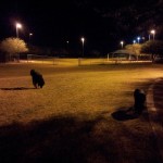 Late night dog park visit
