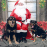 2012_Christmas_Dogs_Scan